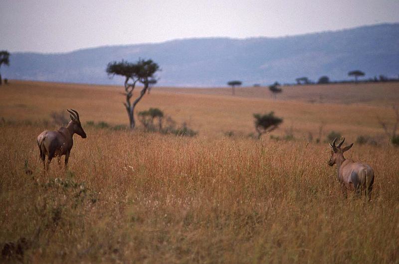 WT 1400 194-06 Kenya.jpg